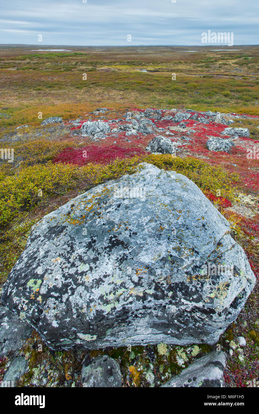 Bearberry,Tundra, Nunavik region, northern Quebec near Ungava Bay ...