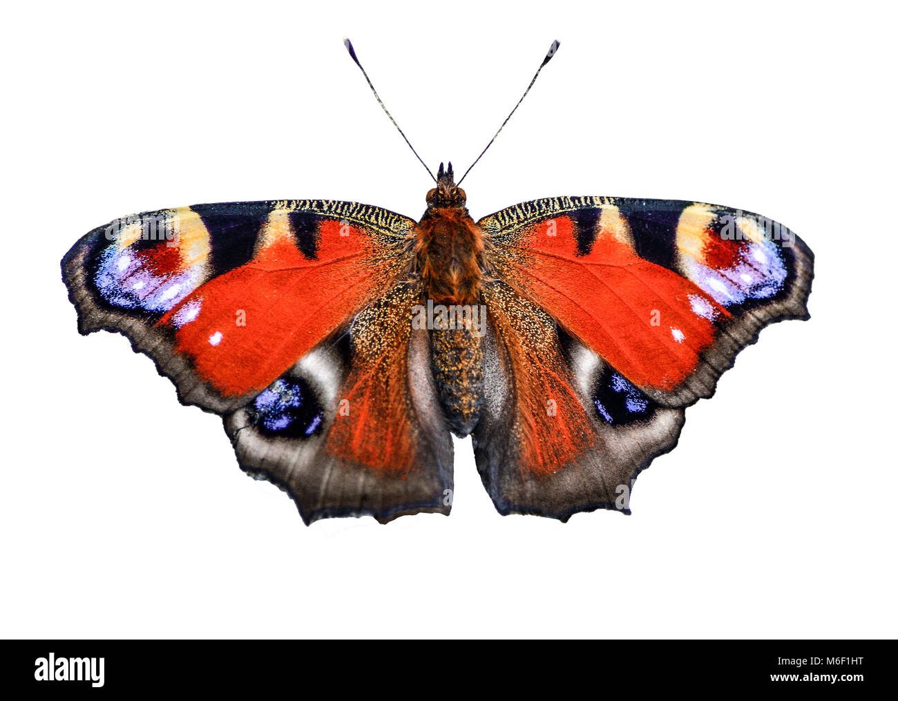 Beautiful bright peacock butterfly (Inachis io) fully wing stretching with spots eyes on its wings isolated on a white background Stock Photo
