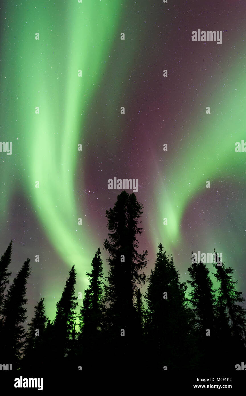 Northern lights, Aurora borealis. North of Fairbanks, Alaska, USA March