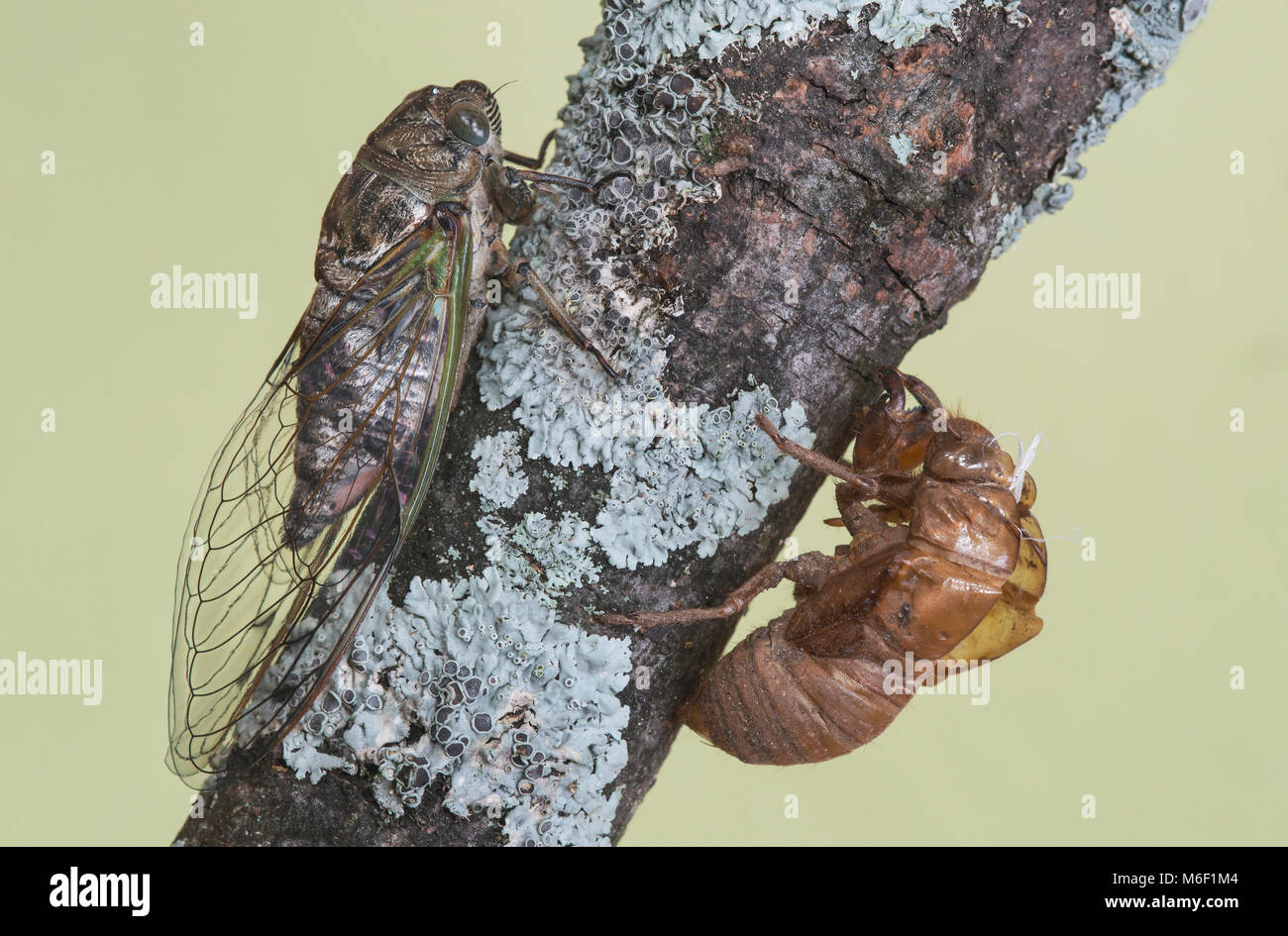 Cicada, emerging from nymphal skin, E USA, by Skip Moody/Dembinsky Photo Assoc Stock Photo