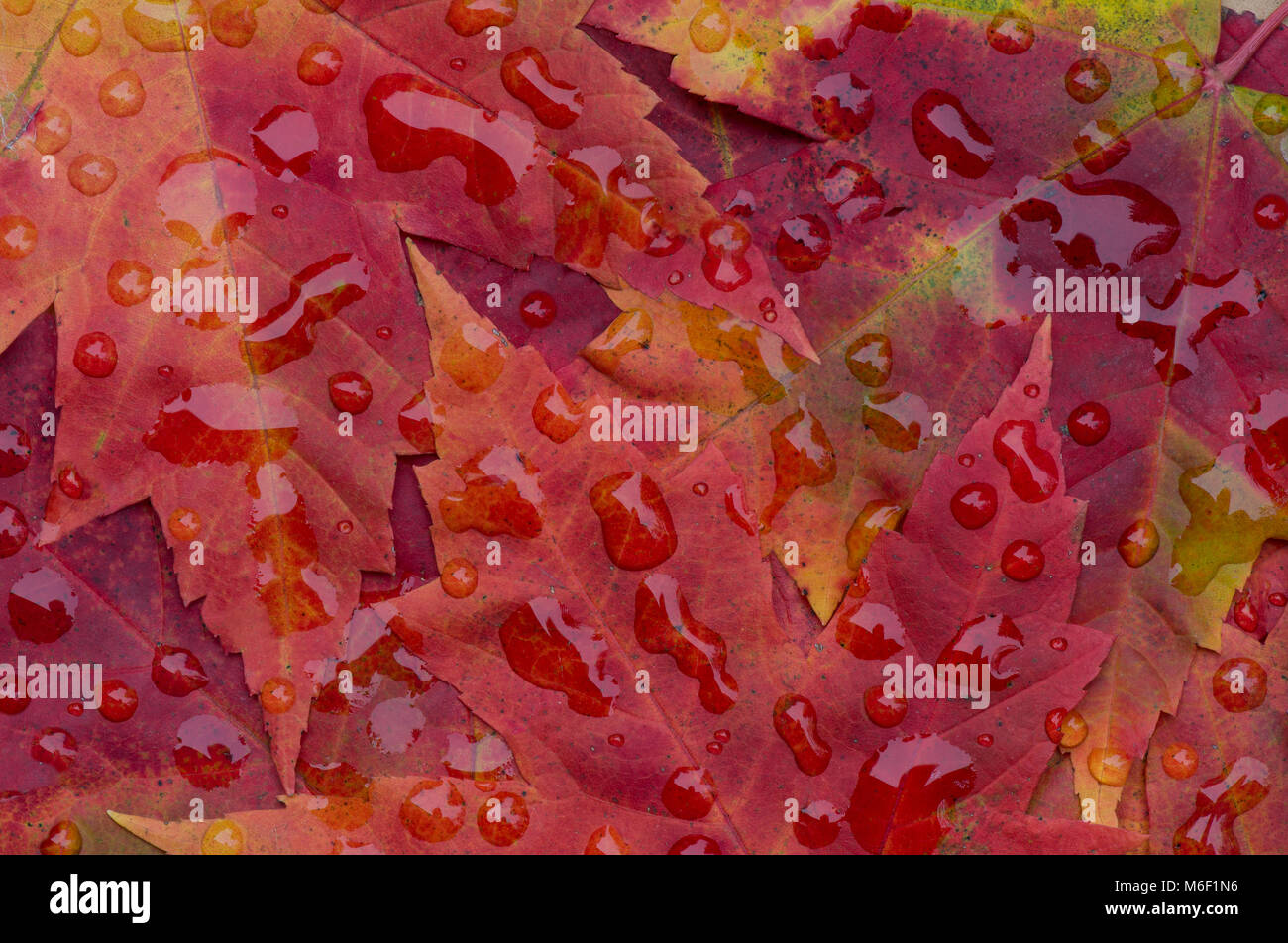 Raindrops on Red Maple leaves, (Acer rubrum), Autumn, E USA, by Skip Moody/Dembinsky Photo Assoc Stock Photo