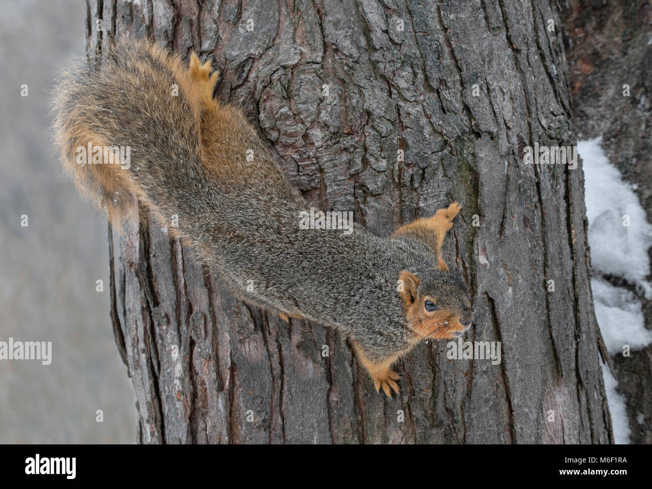 Fox Squirrel (Sciurus niger), Winter, E USA by Skip Moody/Dembinsky Photo Assoc Stock Photo