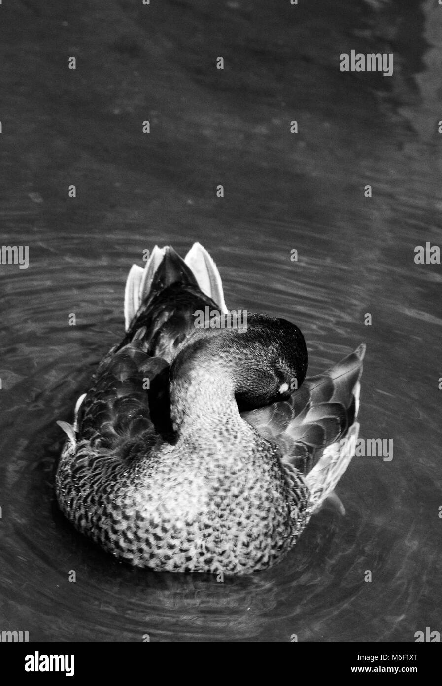 Mallard Duck Stock Photo