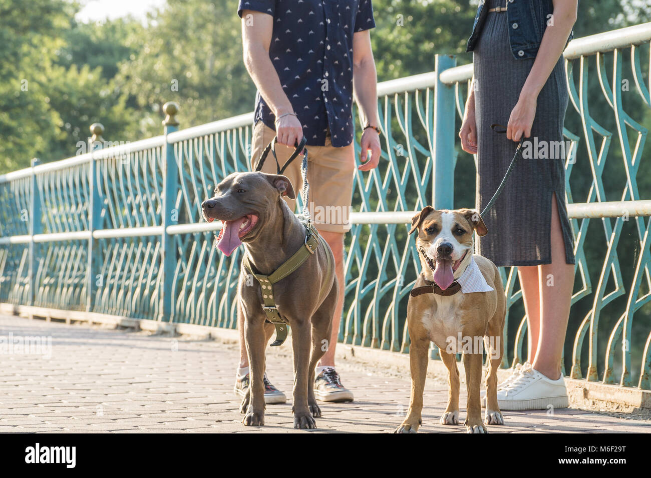 Male and female persons have a talk on a walk with pet dogs on a sunny day Stock Photo