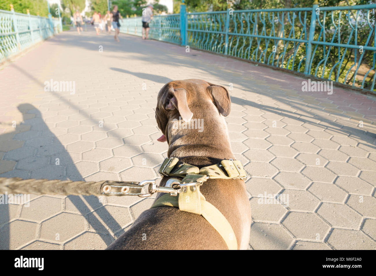 Dog owners point of view of his untrained pet dog pulling forward at walk outdoors Stock Photo