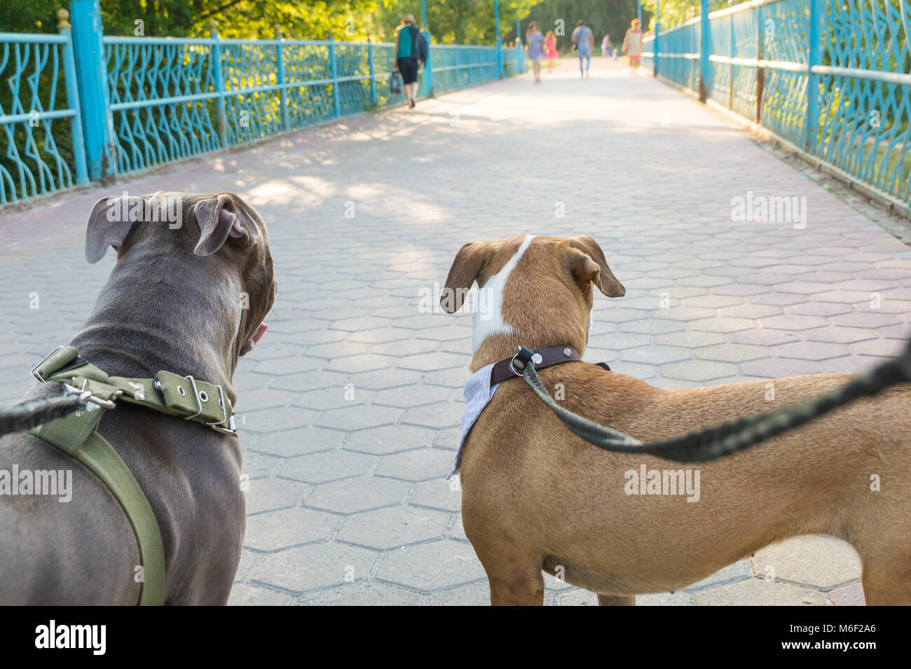 Dog owners point of view of their well trained pet dogs looking forward at a park Stock Photo
