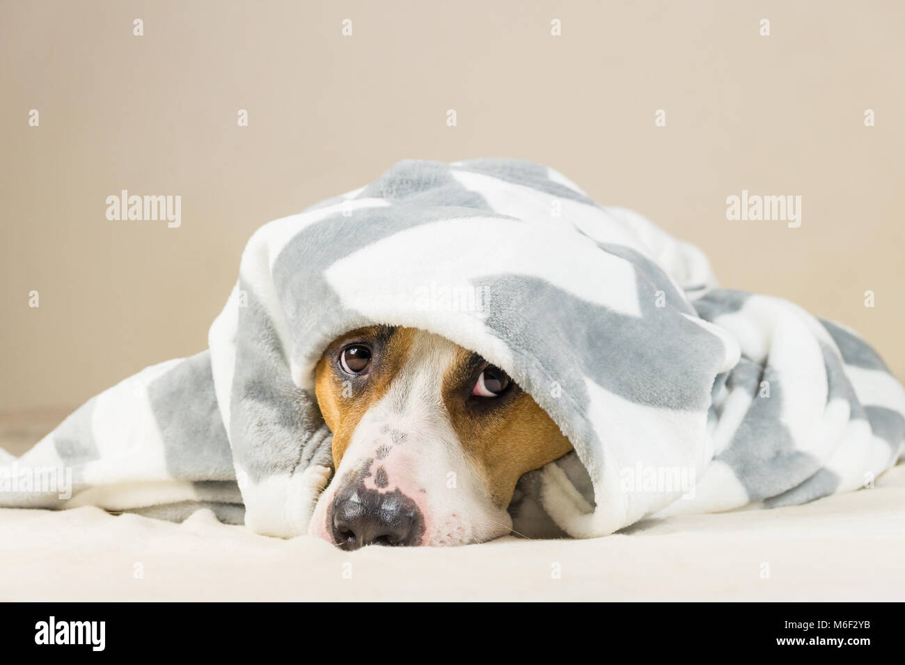 Shy puppy in warm throw blanket rests in bedroom. Young staffordshire terrier dog on couch after bath or shower looks up in funny way Stock Photo