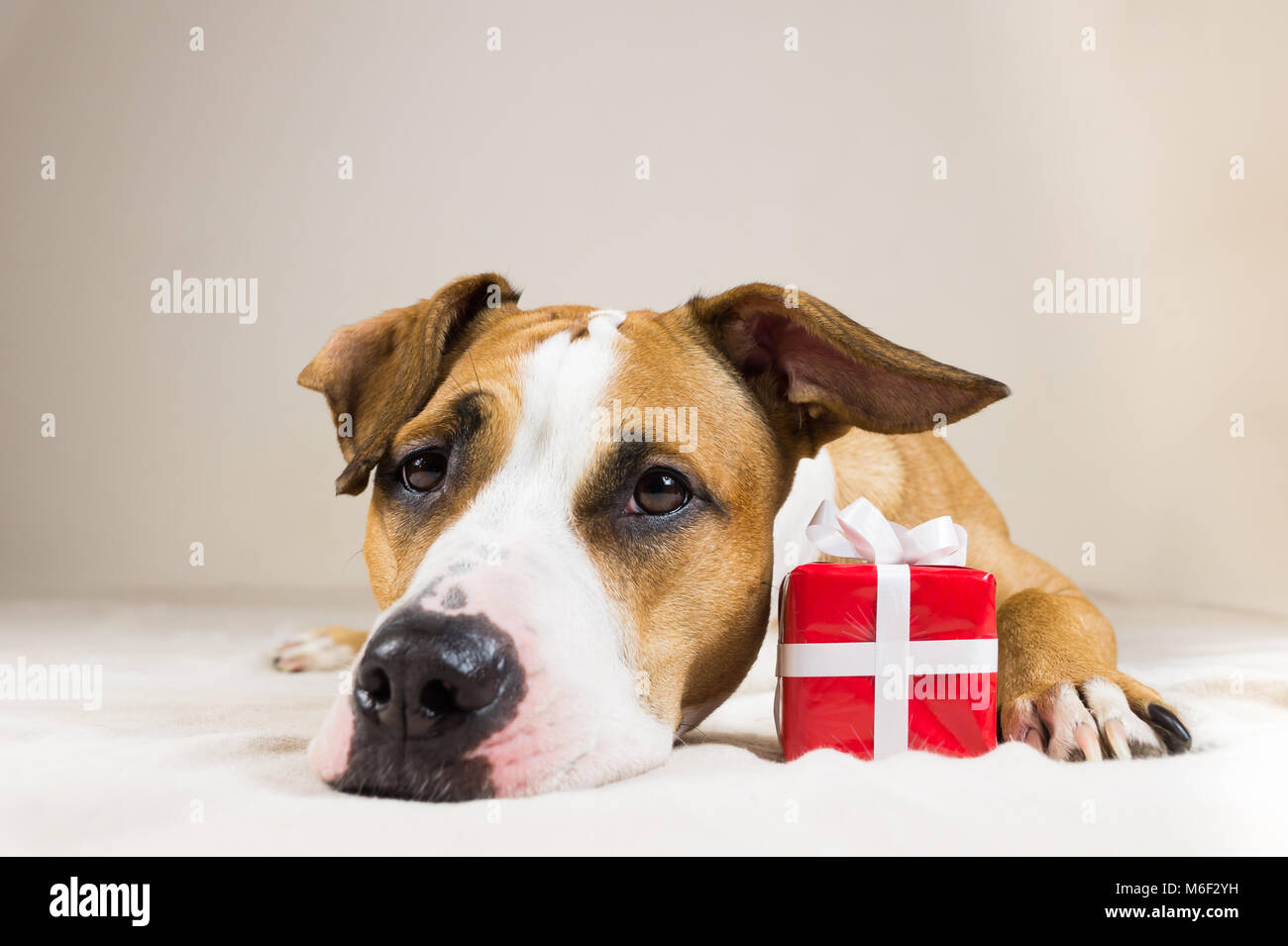 Young staffordshire terrier dog with cute little red present. Funny pitbull puppy poses close up in cozy bedroom indoor background with a surprise gif Stock Photo