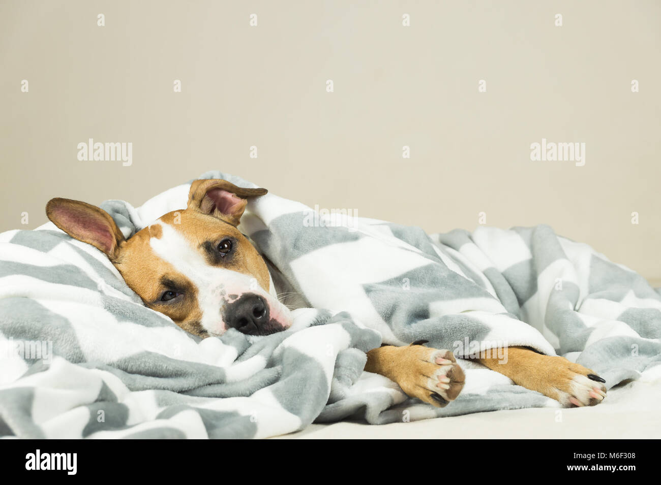 Funny young staffordshire terrier puppy lying covered in throw blanket and falling asleep. Tired or sick pitbull dog sleeping or resting under covers  Stock Photo