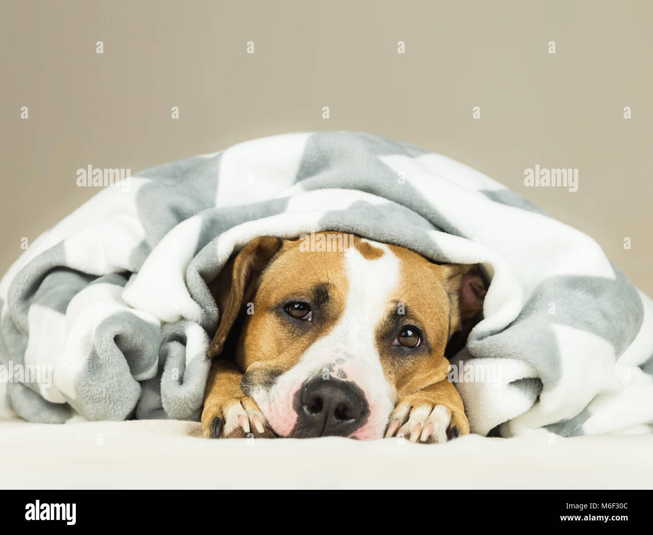 Funny young staffordshire terrier puppy lying covered in throw blanket and falling asleep. Close up image of tired or sick pitbull dog sleeping or res Stock Photo