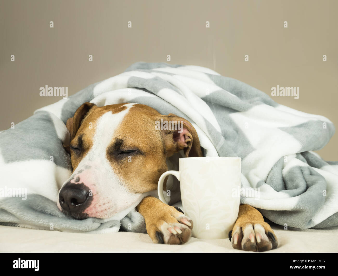 Sleeping young pitbull dog in bed covered in throw blanket with steaming cup of hot tea or coffee. Lazy staffordshire terrier puppy wrapped in plaid s Stock Photo
