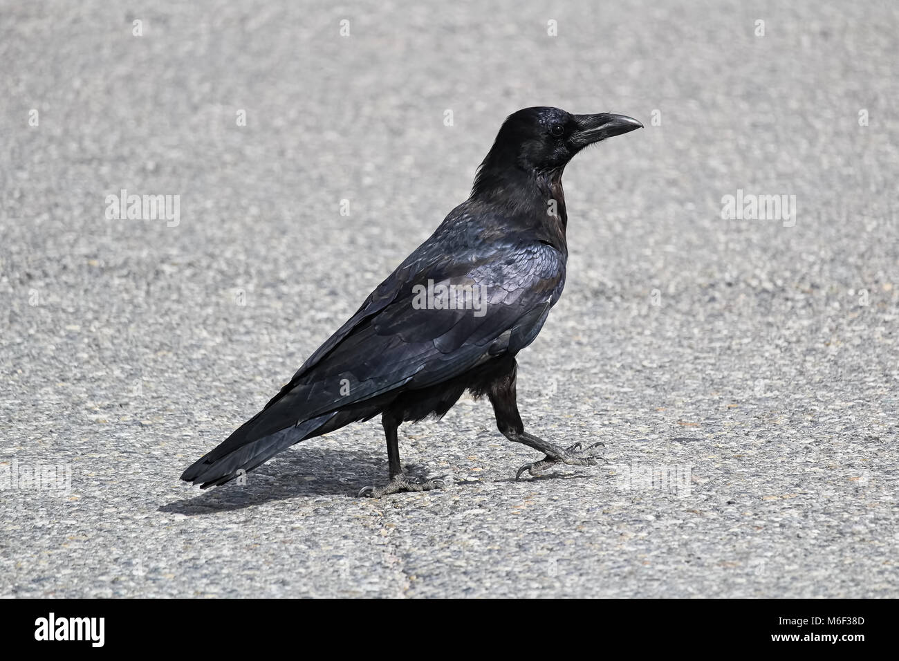 Черные вороны. Ворон на дороге. Виктор петлюра 2006. Воронок машина. Черный ворон по дороге шинами.