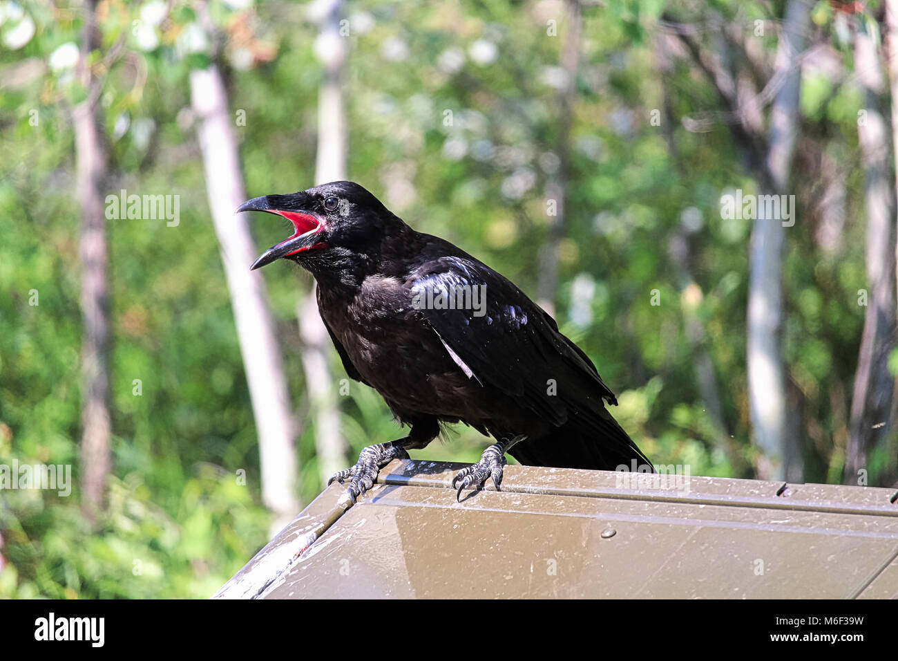 Raven with open mouth hires stock photography and images Alamy
