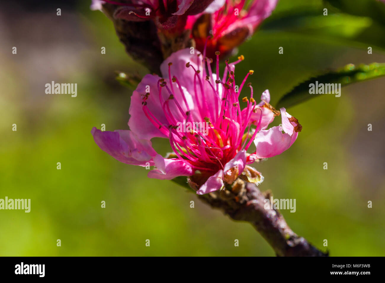 Blooming cherry blossom close hi-res stock photography and images - Alamy