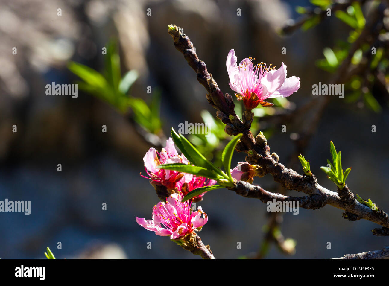 Close up of blooming cherry blossoms Stock Photo