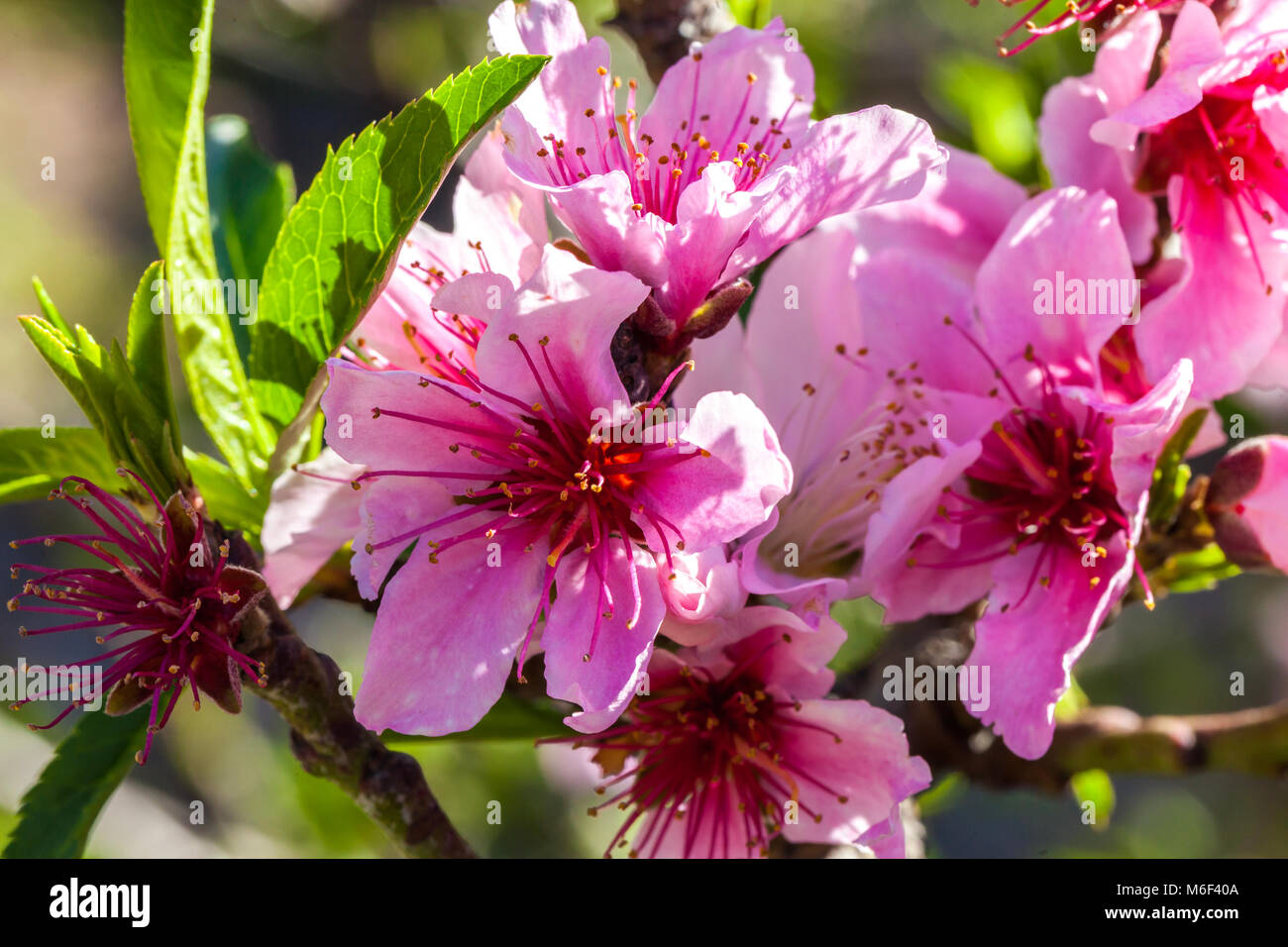Japanese cherry blossoms close up hi-res stock photography and images ...