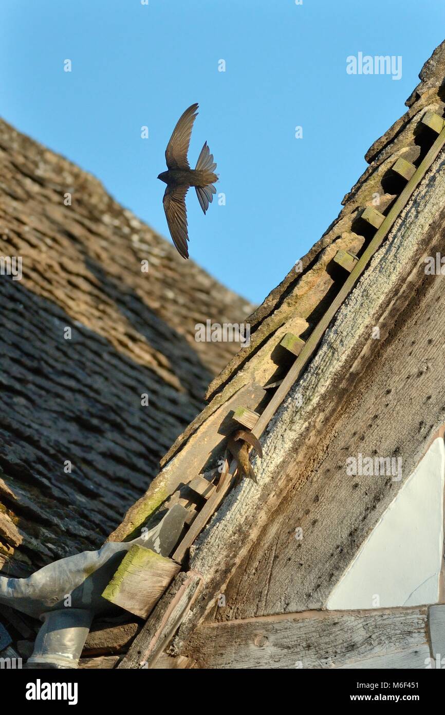 Common swift (Apus apus) flying over the roof of a cottage as another enters a gap under the roof to reach its nest, Lacock, Wiltshire, UK, May. Stock Photo