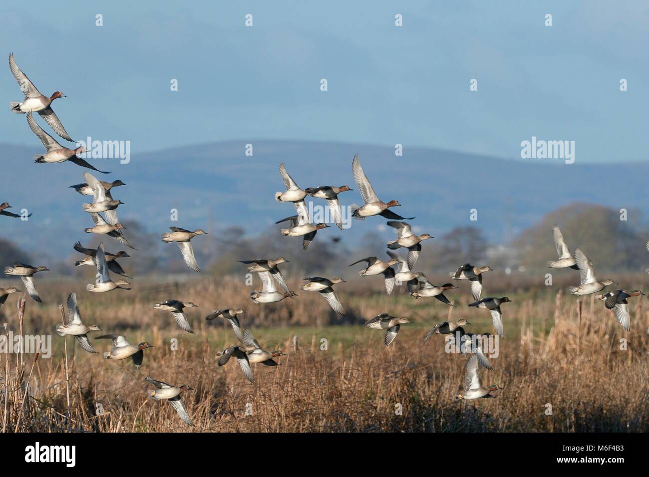 Common teal (Anas crecca) flock flying over marshland, RSPB Greylake, Somerset, UK, December. Stock Photo