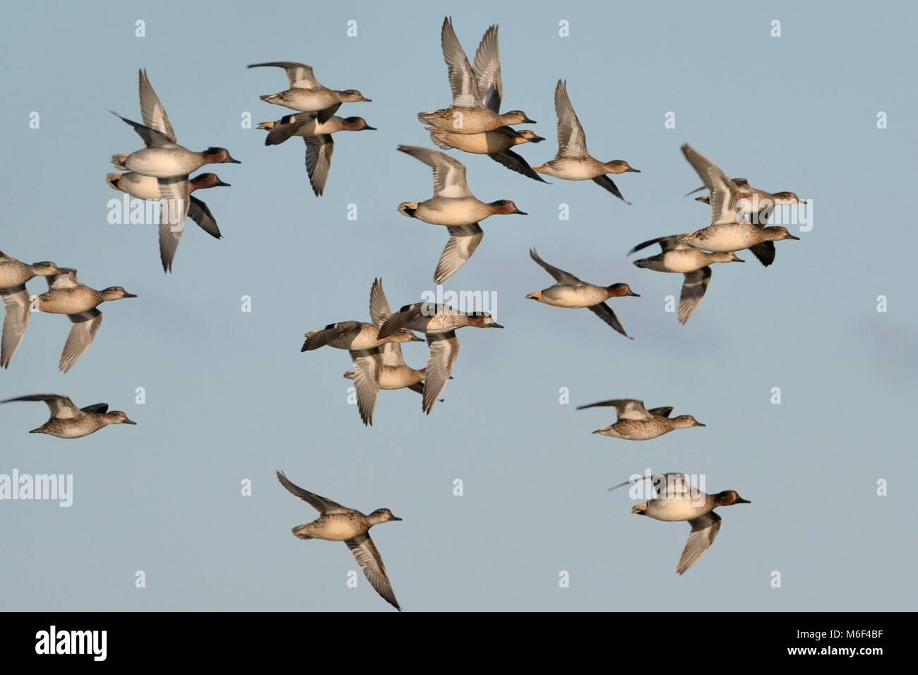 Common teal (Anas crecca) flock in flight overhead, Somerset, UK, December. Stock Photo