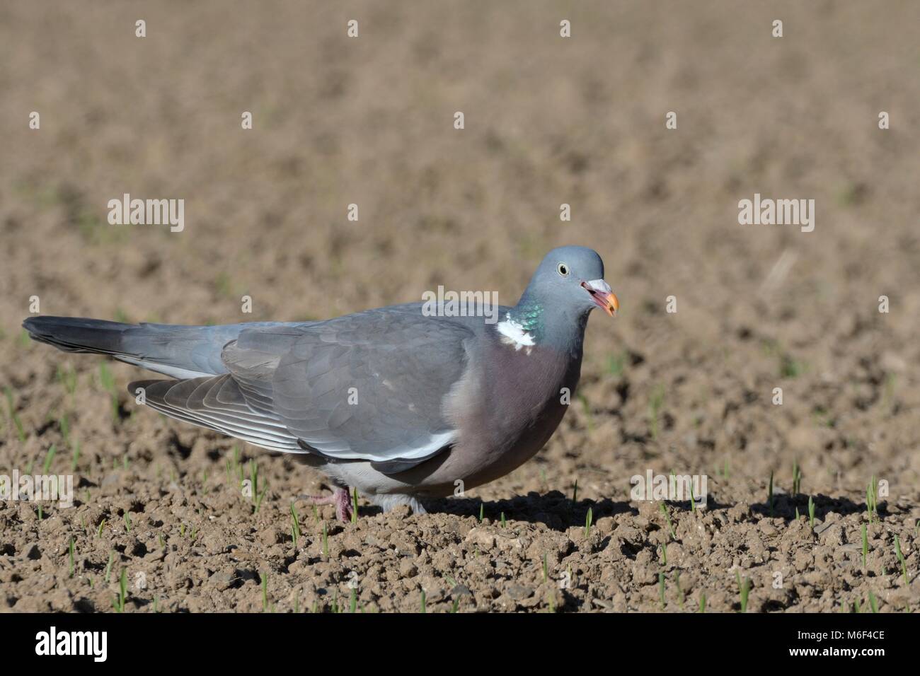 Wood pigeon (Columba palumbus) with a wheat seed in a recently drilled field, Cornwall, UK, April. Stock Photo