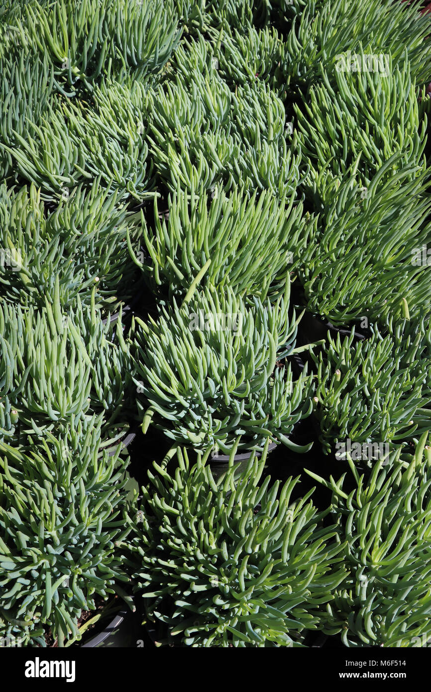 Rows of bluish-green potted succulent finger plants in a flat on display in garden shop for xeriscape drought tolerant gardens. Make nice background. Stock Photo