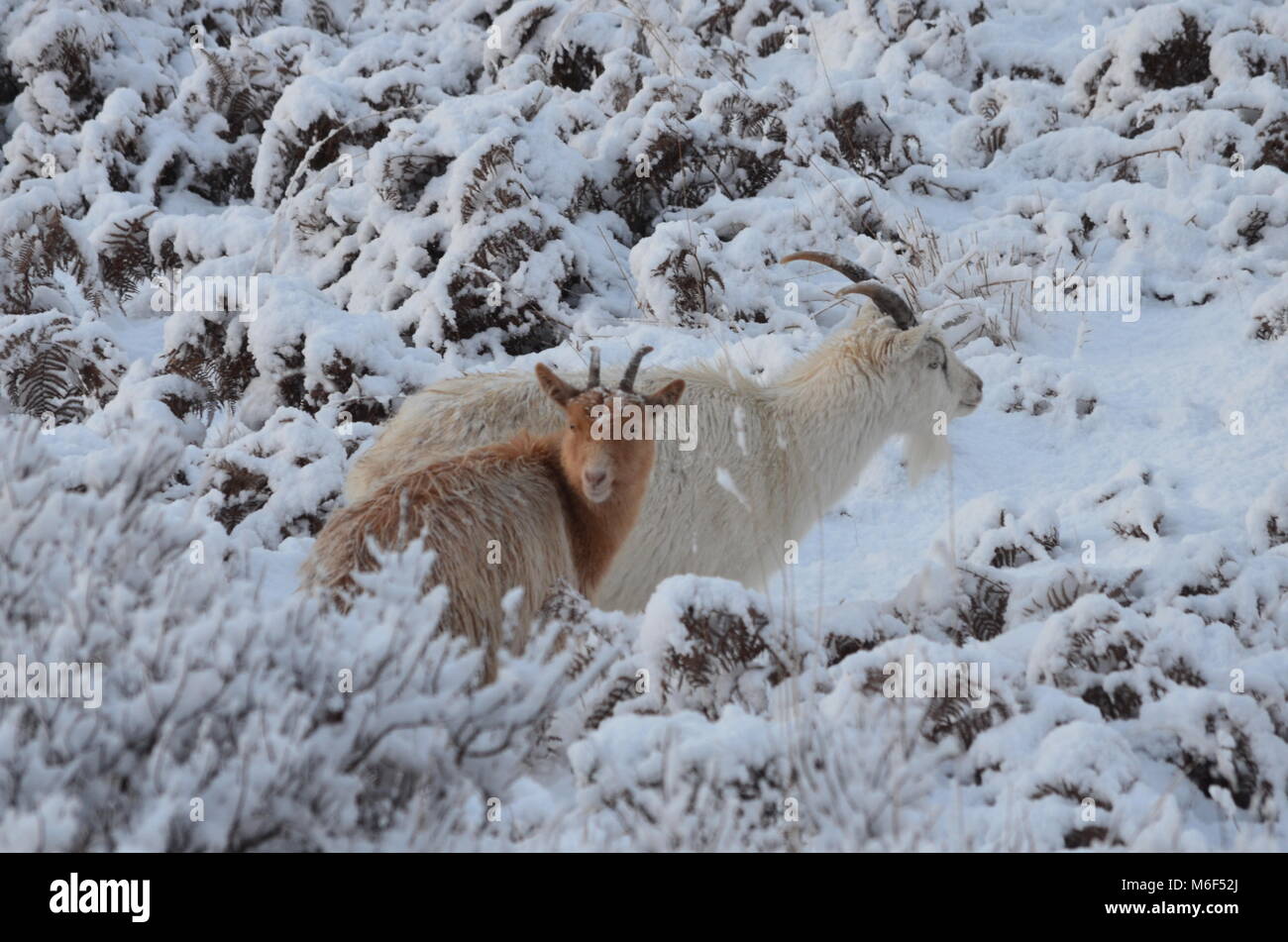 Snowy day on the footpath from Scoraig to Badrallach, Wester Ross, Scottish Highlands Stock Photo