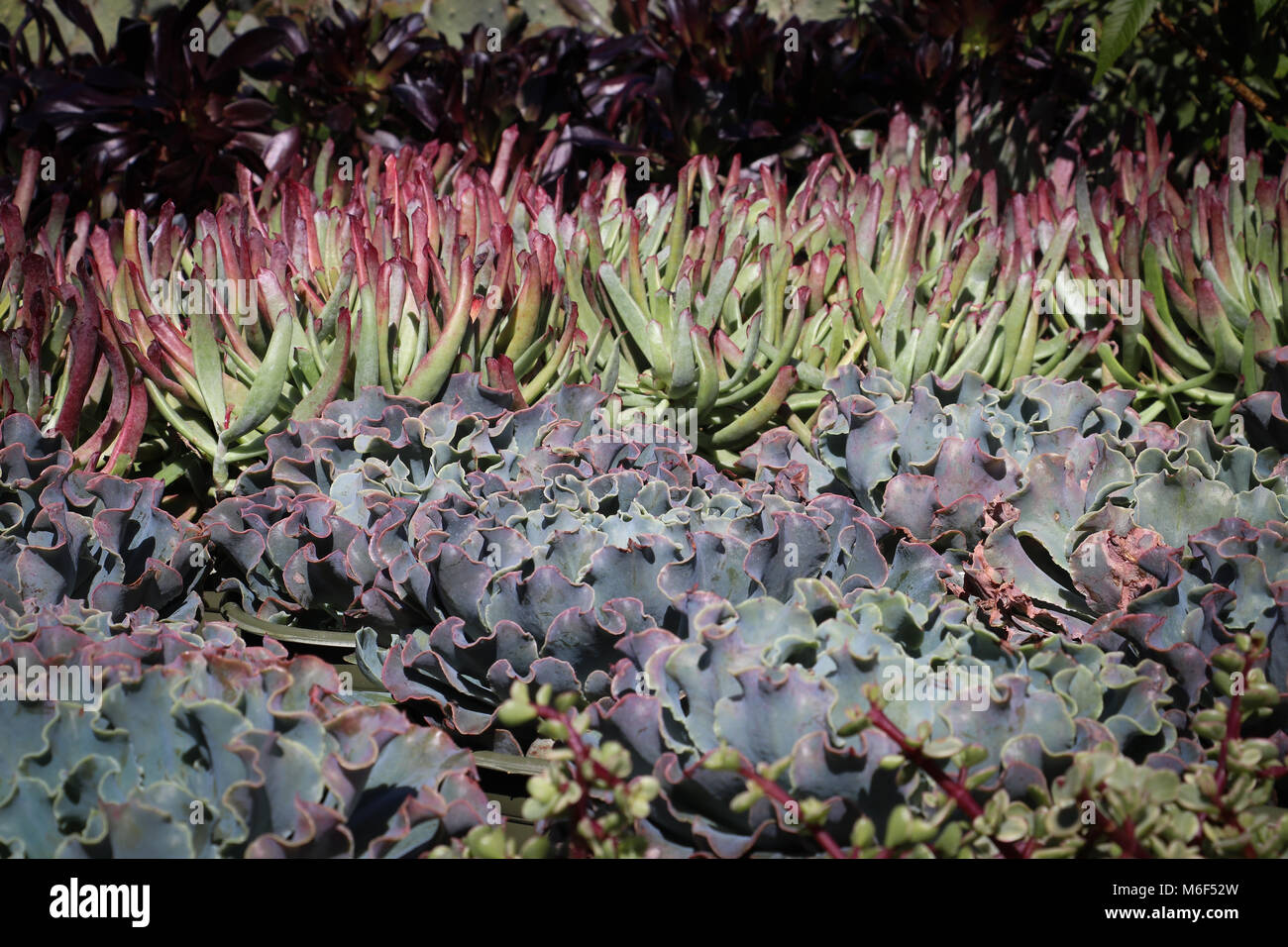Rows of colorful succulent plants on display in a garden shop, where they are sold for ornamental plantings for drought tolerant gardening; xeriscape. Stock Photo