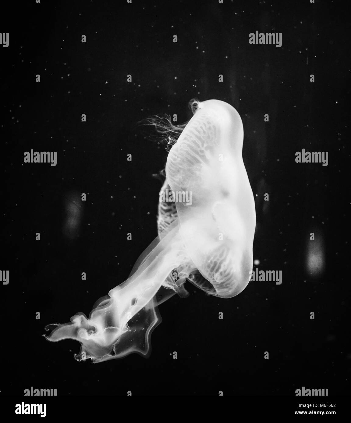 Dark isolated translucent jellyfish floating in the water. Black and white Stock Photo