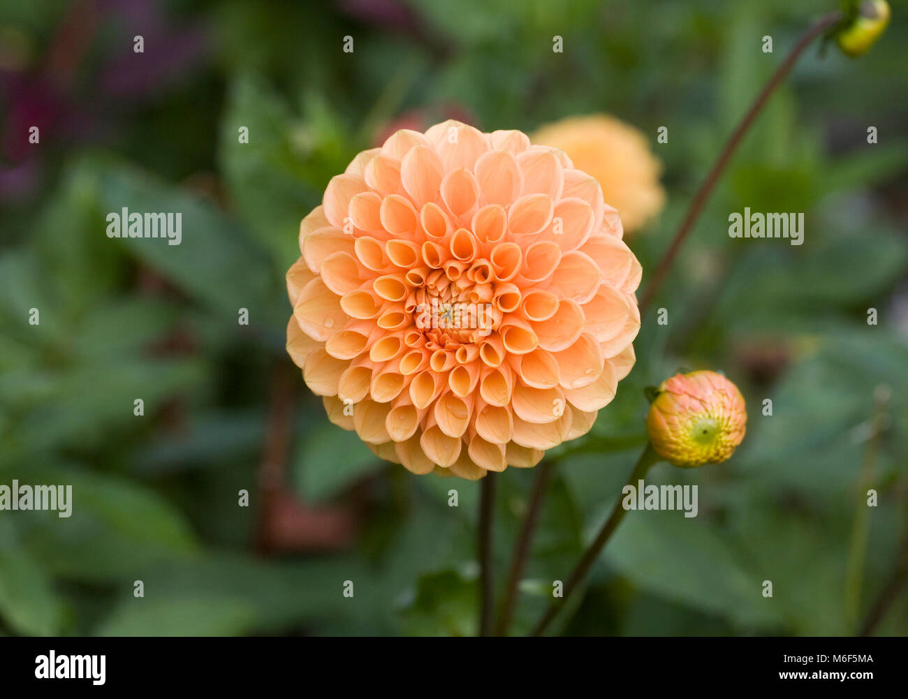 Apricot Floral Jayla main image 1