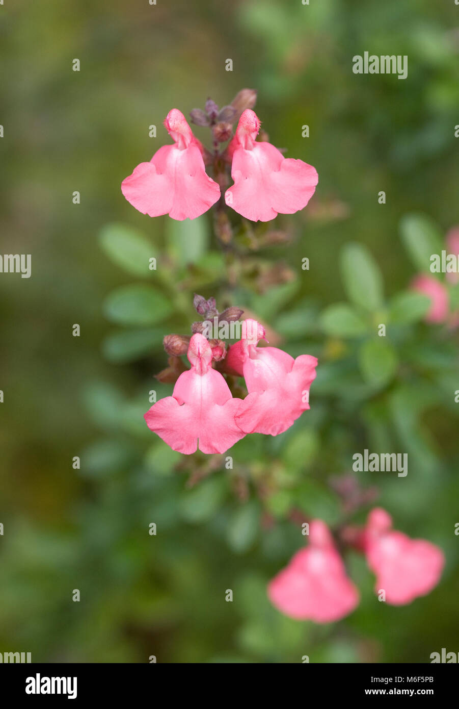 Salvia flowers in summer. Stock Photo