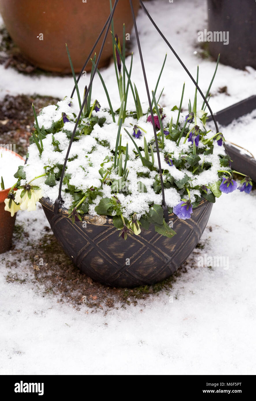 Snow covered pansies and bulbs in a container Stock Photo Alamy