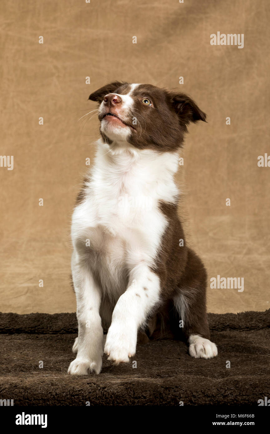 Nine week old Border Collie puppy Stock Photo
