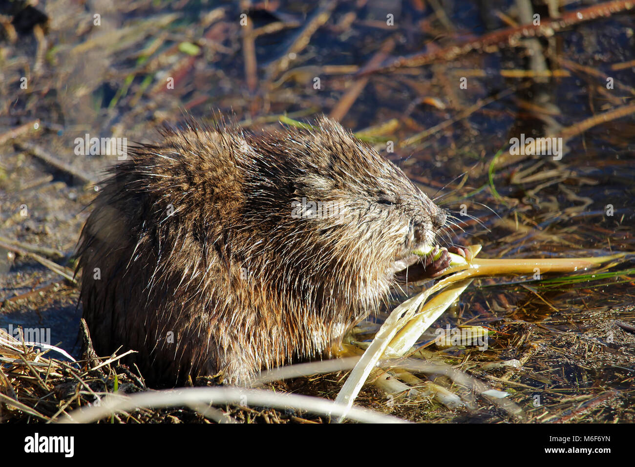Freshwater swamp reeds hi-res stock photography and images - Alamy