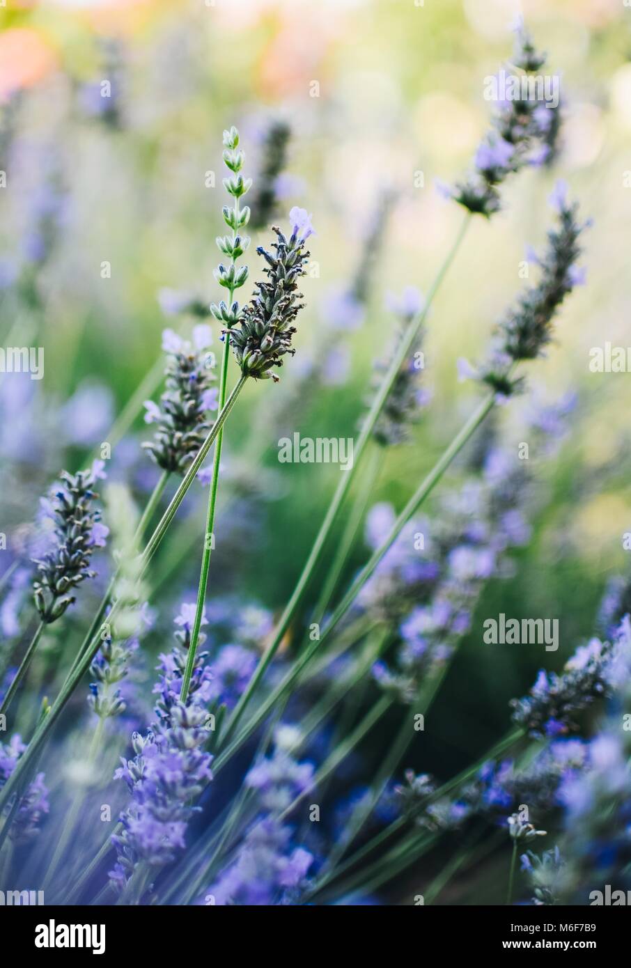 Beautiful Purple Lavender in the Summer Garden Stock Photo