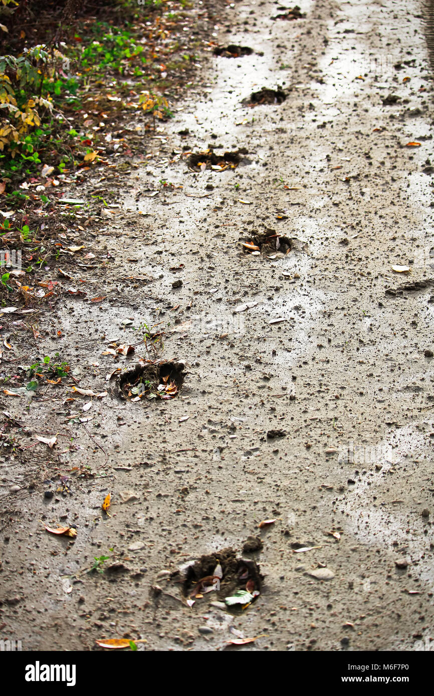 Moose tracks along the side of a muddy road Stock Photo Alamy