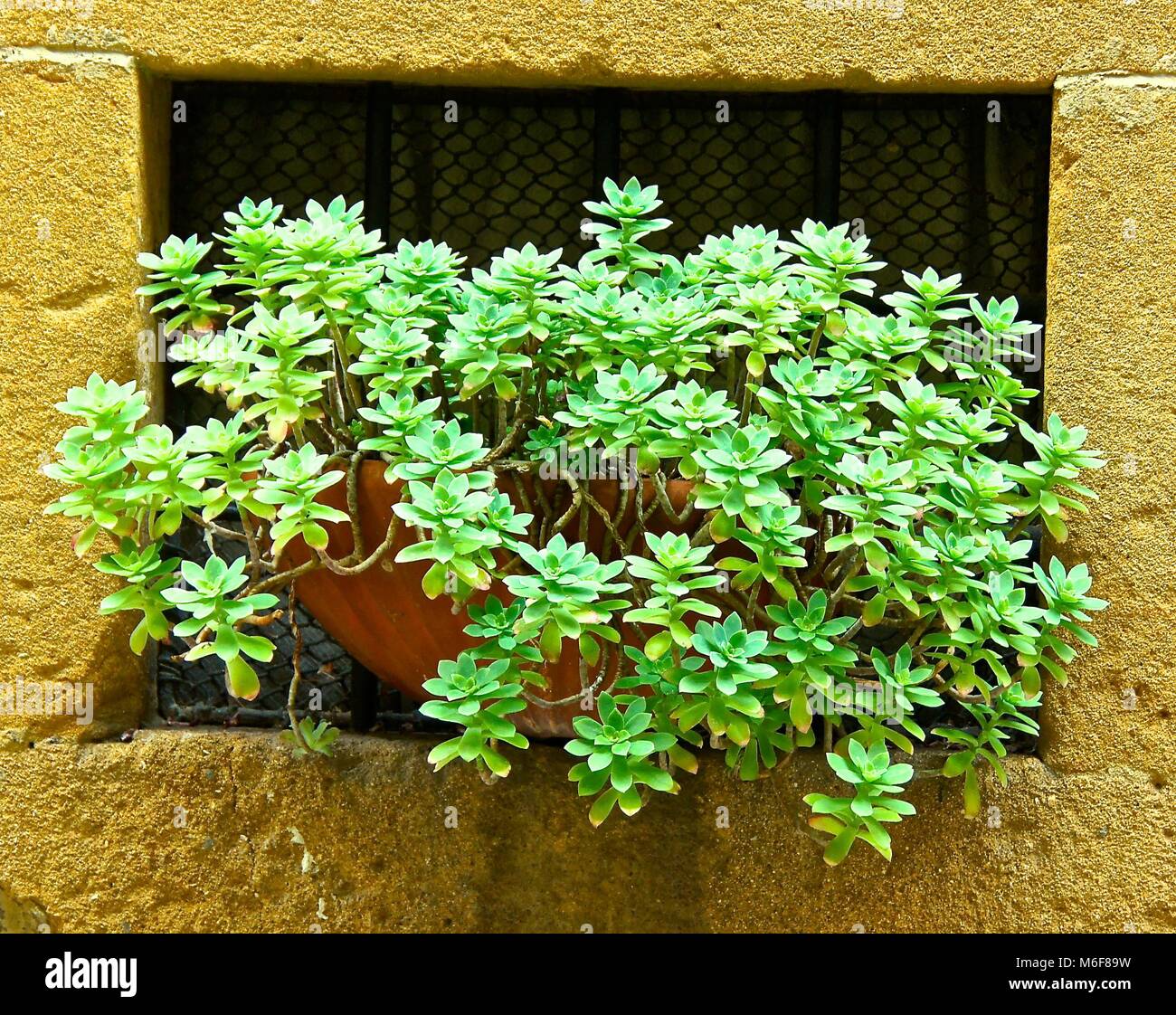 Green plant in Wall planter displayed in pot Stock Photo