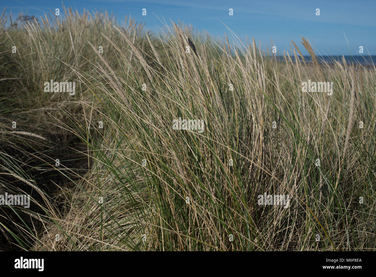 The mix of lyme grass and marram on the sand dunes near Skegness in Lincolnshire form a barrier to prevent erosion. Stock Photo