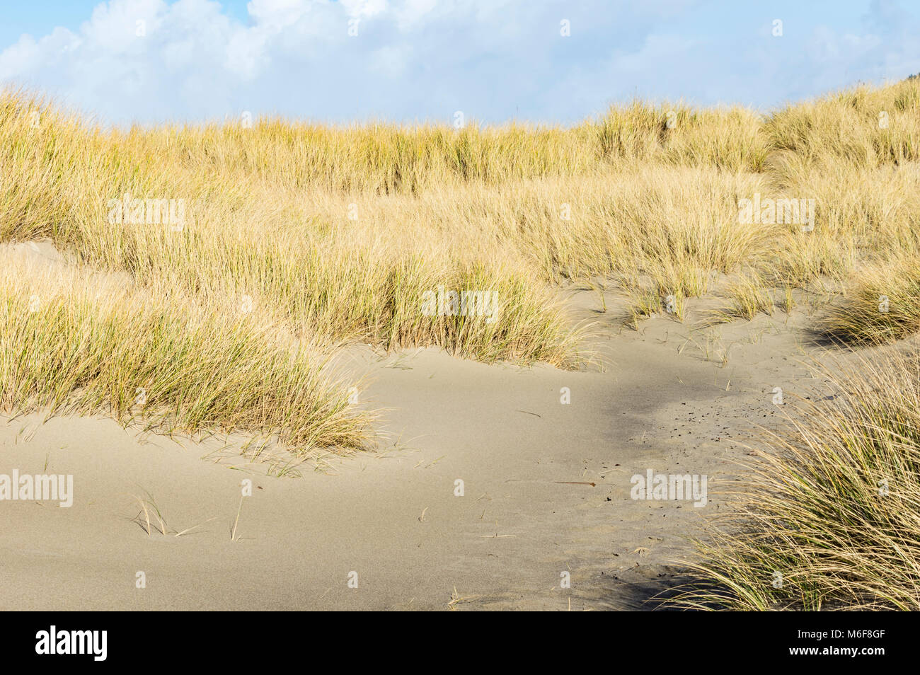 Beach grasses planted on dunes to help control erosion at Bob Straub State Park, Oregon Stock Photo