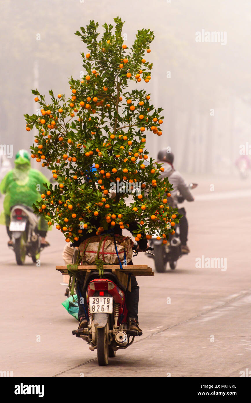A man carries a large kumquat tree on the back of his scooter in Hanoi, Vietnam.  The street is hardly visible due to smog caused by pollution. Stock Photo