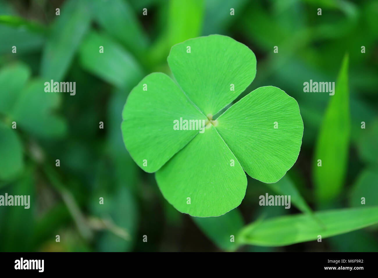 Close-up of Four-leaf Water Clover or Clover Fern, Selective Focus and Blurred Background Stock Photo
