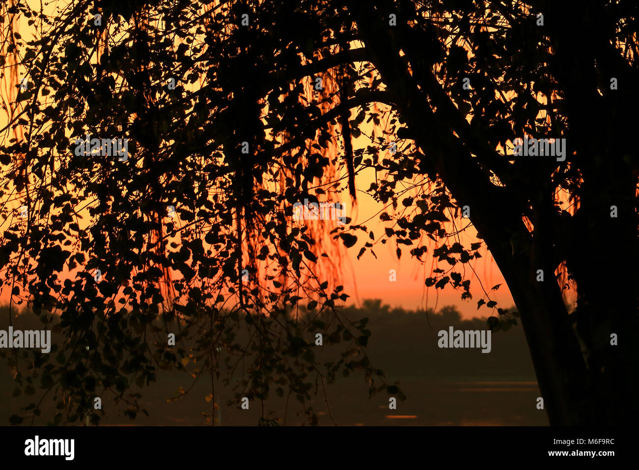 Silhouette of a big tree by the lake against sunset sky, selective ...