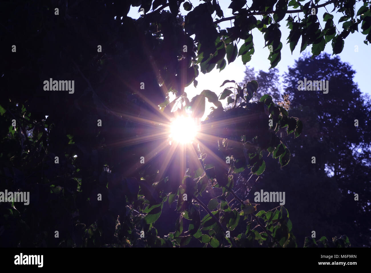 Sunlight through plants hi-res stock photography and images - Alamy