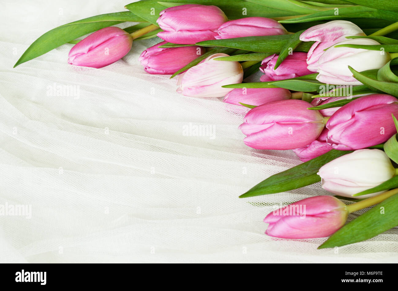 Pink tulip flowers on white tulle background. Top view. Flat lay. Stock Photo