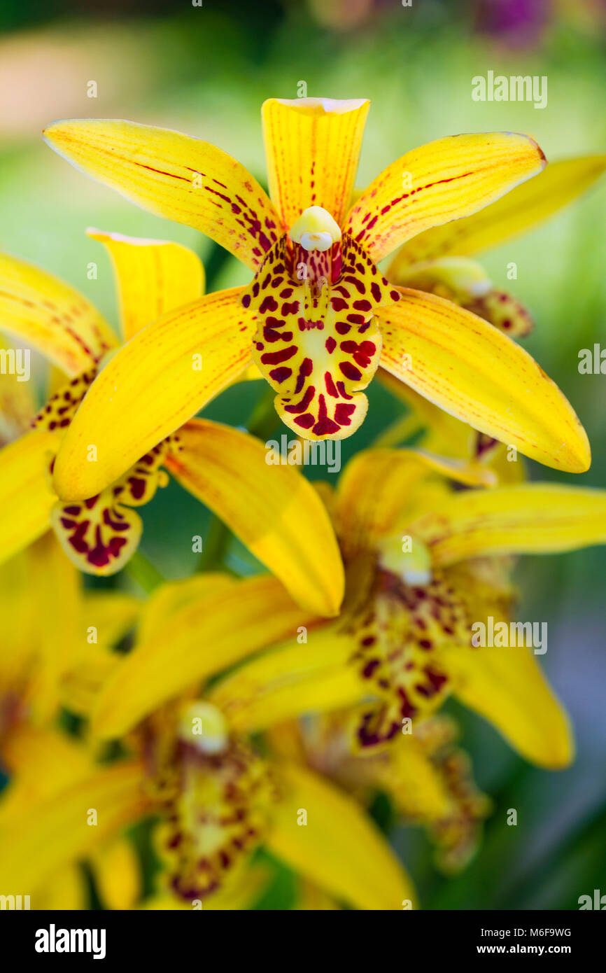 Cymbidium Chen's Ruby,Yellow Orchid Cymbidium closeup. Breeding of orchids in garden. Stock Photo
