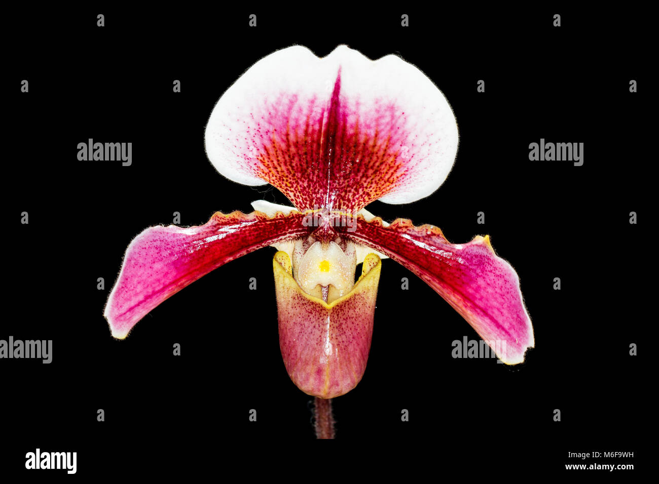flower in tropical garden, Chiang Mai, Thailand. Orchids Floral background. Paphiopedilum, often called the Venus slipper, is a genus of the Lady slip Stock Photo