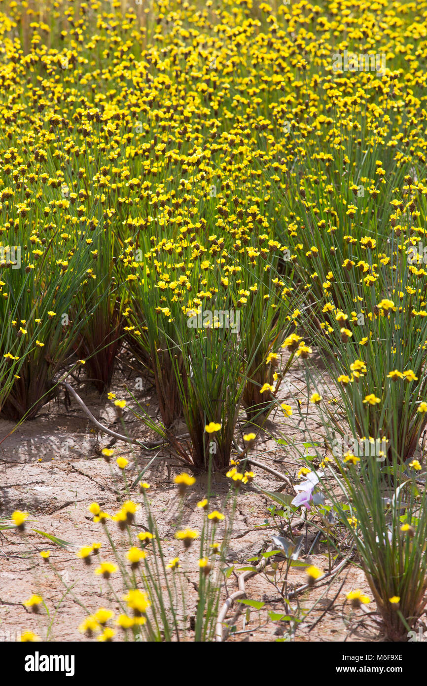 Xyris yellow flowers or Xyridaceae wild flower in Thailand vintage Stock Photo