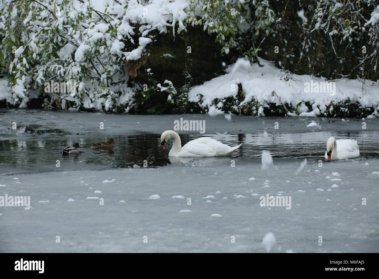 Dublin, Ireland. 3rd March 2018.Swans on a half frozen pond in Marlay Park in Dublin covered in snow. Image from Dublin, Ireland during the aftermath of Storm Emma. The Irish capital remains covered in snow after several days of heavy snowfall. Credit: Brendan Donnelly/Alamy Live News Stock Photo