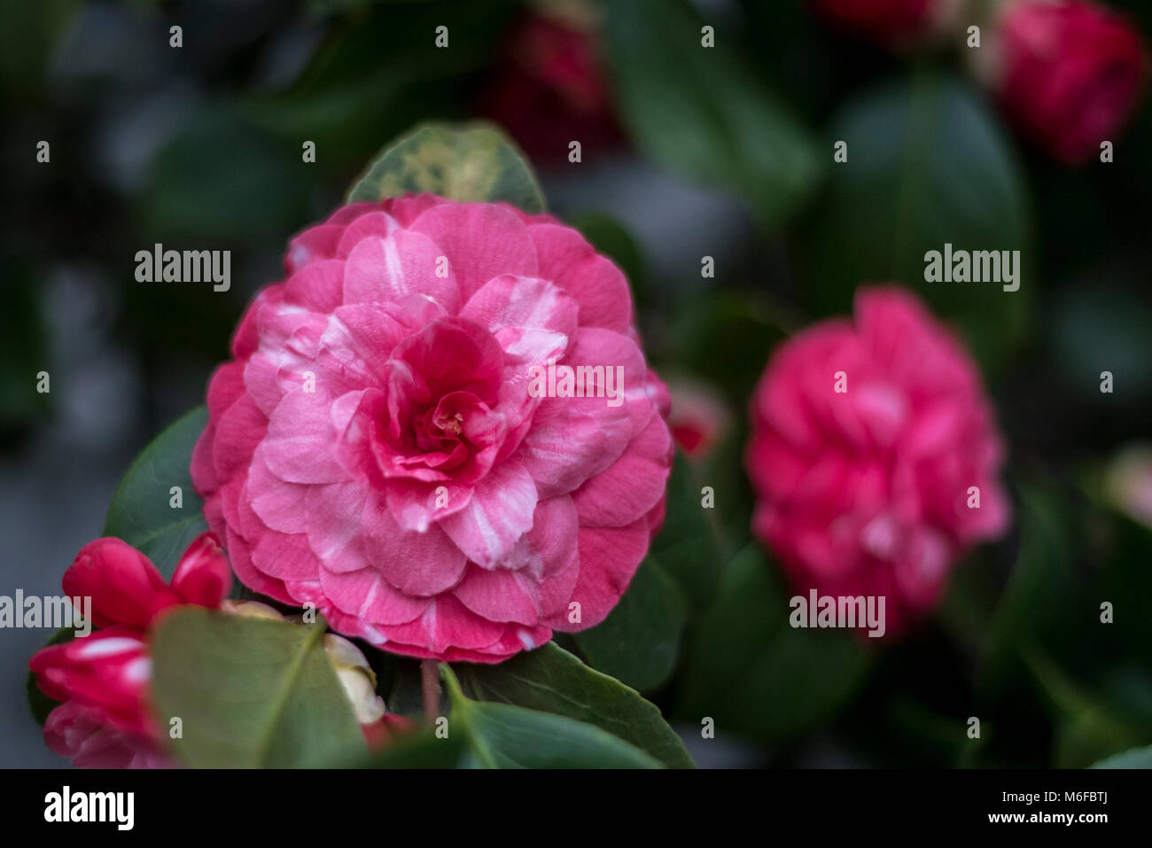 London, UK.  3 March 2018.   Camellias on display at the annual Camellia Show taking place at Chiswick House and Gardens in west London.  Open until 25 March, the collection in the Grade1 listed Conservatory houses 33 rare and historic varieties of camellia japonica, including the unique Middlemist's Red, brought over to the UK in 1804, and one of only two known to exist (the other is in New Zealand).  Credit: Stephen Chung / Alamy Live News Stock Photo