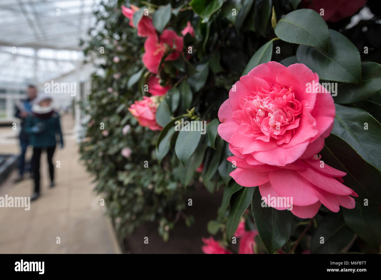 London, UK.  3 March 2018.   Camellias on display at the annual Camellia Show taking place at Chiswick House and Gardens in west London.  Open until 25 March, the collection in the Grade1 listed Conservatory houses 33 rare and historic varieties of camellia japonica, including the unique Middlemist's Red, brought over to the UK in 1804, and one of only two known to exist (the other is in New Zealand).  Credit: Stephen Chung / Alamy Live News Stock Photo