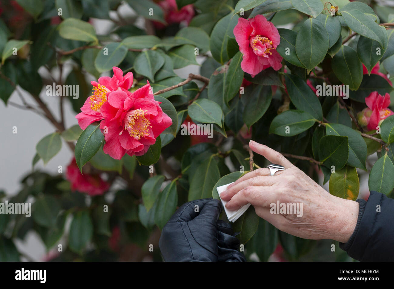 London, UK.  3 March 2018.  A staff member dusts the leaves of camellias on display at the annual Camellia Show taking place at Chiswick House and Gardens in west London.  Open until 25 March, the collection in the Grade1 listed Conservatory houses 33 rare and historic varieties of camellia japonica, including the unique Middlemist's Red, brought over to the UK in 1804, and one of only two known to exist (the other is in New Zealand).  Credit: Stephen Chung / Alamy Live News Stock Photo